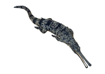 Gharial or Gavialis Gangeticus