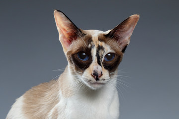 Closeup of Blue Eyed Oriental Shorthair looking at camera on white