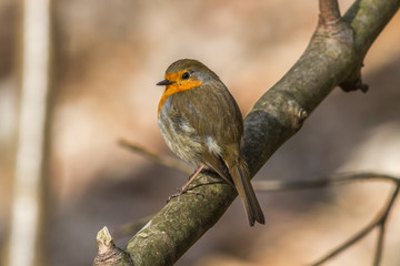 Rotkehlchen (Erithacus rubicula)