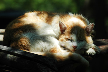 Adorable sleeping cat