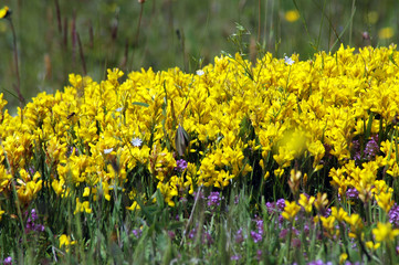 Obraz premium Yellow flowers blooming in the field in spring