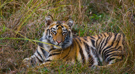 Naklejka na ściany i meble The cub wild tiger lying on the grass. India. Bandhavgarh National Park. Madhya Pradesh. An excellent illustration.