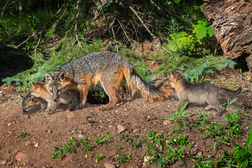 Grey Fox Vixen and Kits (Urocyon cinereoargenteus) Walk Along