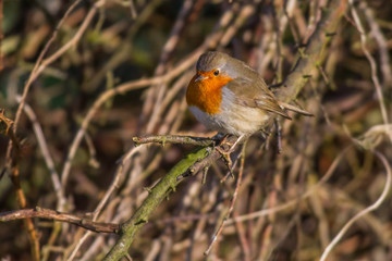 Rotkehlchen (Erithacus rubicula)