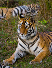 Fototapeta premium Dziki Tygrys leżący na trawie. Indie. Park Narodowy Bandhavgarh. Madhya Pradesh. Doskonała ilustracja.