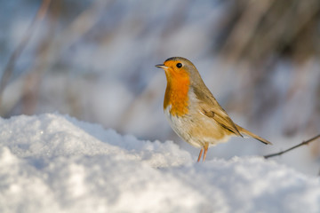 Rotkehlchen (Erithacus rubicula)
