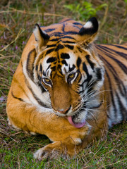 Wild tiger lying on the grass. India. Bandhavgarh National Park. Madhya Pradesh. An excellent illustration.