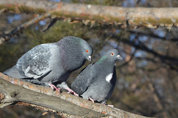 Obraz premium Голуби на дереве.