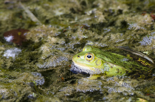 Green frog in mucky bubbly pond water close up