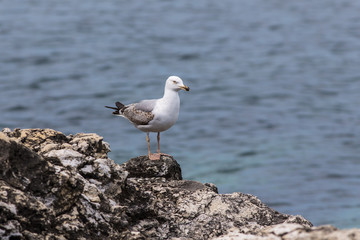 lonely seagull on a rock