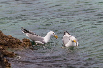 Fototapeta premium two seagulls in the water