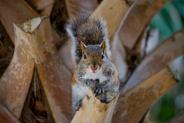 Grauhörnchen in Südflorida