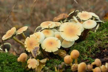 Mushrooms on a moss-covered tree trunk