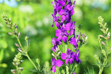 Beautiful spring flowers in the garden