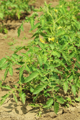 Green tomatoes in the garden