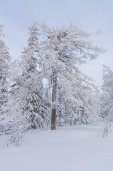 Высокие деревья покрыты снегом.