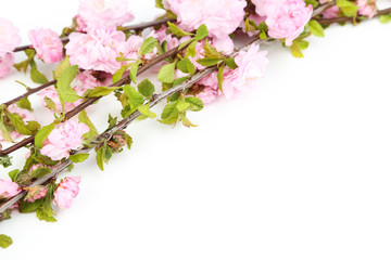 Spring flowering branch on white background