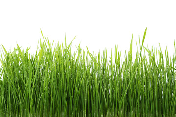 Green grass isolated on white