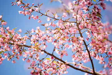 Pink sakura, Cherry blossom in Thailand.