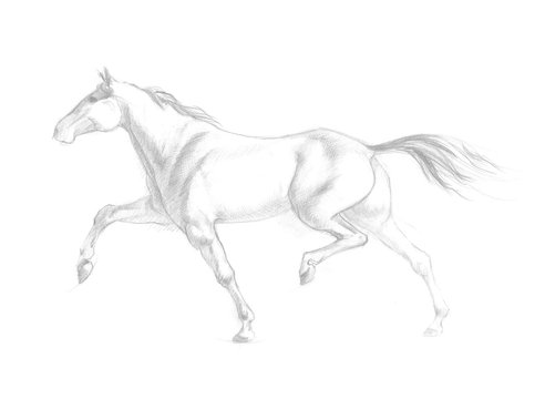 Running horse illustration