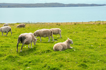 sheep ivestock