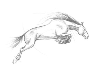 Jumping horse © terentyevajulia