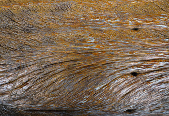 Old wooden texture.