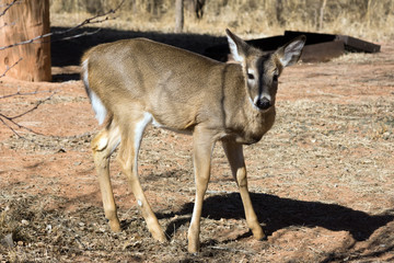 A fawn in the   Palo Duro Canyon State Park, Texas, USA