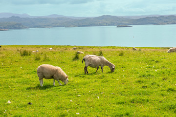 Obraz premium sheep ivestock