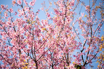 Pink sakura, Cherry blossom in Thailand.