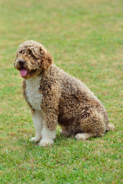 Spanish Water Dog Breed