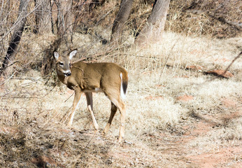 Deer in the forest area in the   Palo Duro Canyon State Park, Te