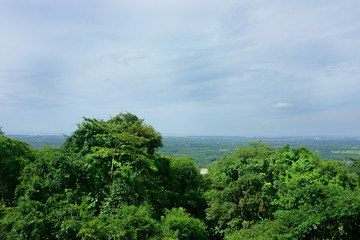 landscape tropical jungle