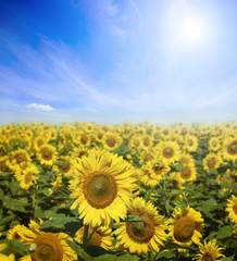 Field of flowers of sunflowers