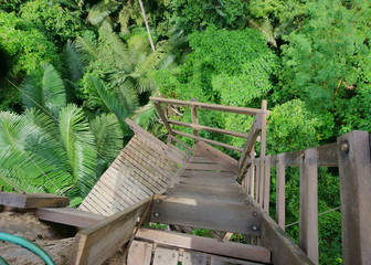 staircase in the jungle