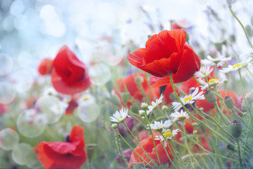 Panele Szklane Podświetlane  Pole czerwonych kwiatów maku