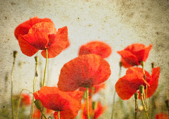 Photo of a poppies flowers