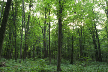 Obraz premium Forest