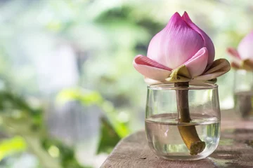 Cercles muraux fleur de lotus cut pink lotus flower deco zen style