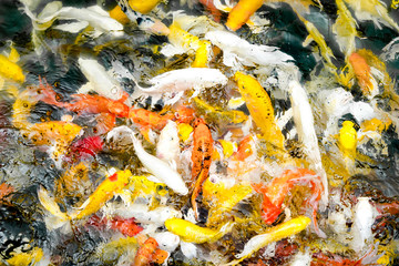 Koi fish in pond,colorful natural background,Faded color