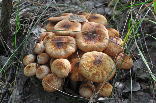  Armillaria mellea mushrooms