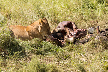lioness chewing on carcass in serengeti national park, tanzania