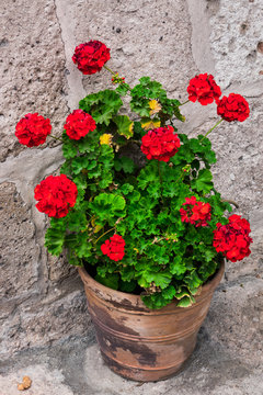 geranium in a flowerpot