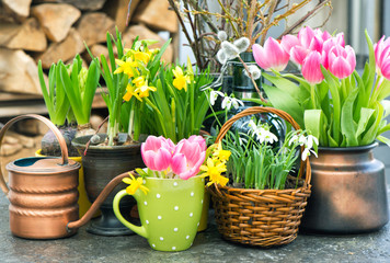 Spring flowers. Pink tulips, snowdrops, narcissus