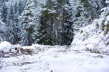 Cold snowy winter landscape