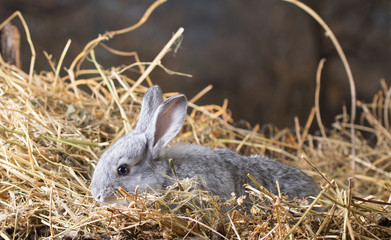 Grey rabbit on dry grass (straw)