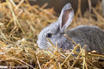 Grey rabbit on dry grass (straw)