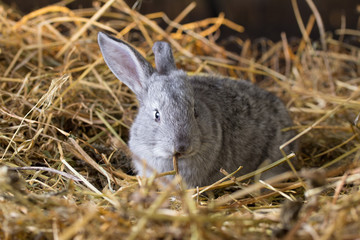Naklejka na ściany i meble Grey rabbit on dry grass (straw)