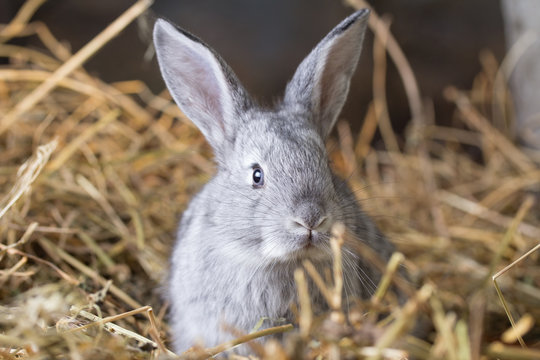 Grey rabbit on dry grass (straw)