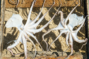 Drying octopus seen at the beach in Nazare, Portugal